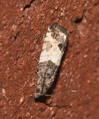 Spilonota ocellana