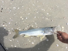 Centropomus undecimalis