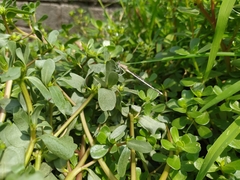 Platycnemis pennipes