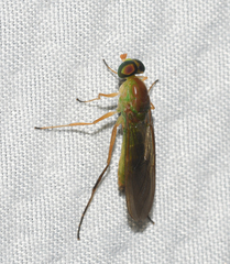 Ptecticus trivittatus