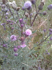 Cirsium arvense