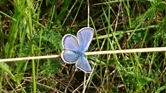 Plebejus idas