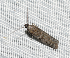 Eurythmia angulella
