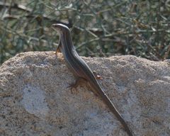 Heremites vittatus
