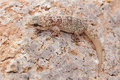 Phyllodactylus unctus