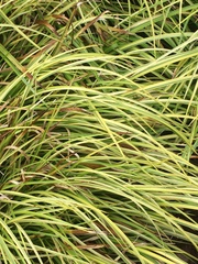 Carex virgata
