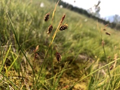Carex magellanica