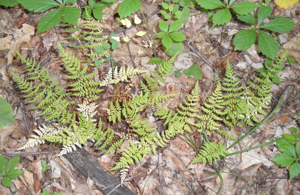 lowland brittle fern from Muckshaw Ponds Preserve, 146 Fredon