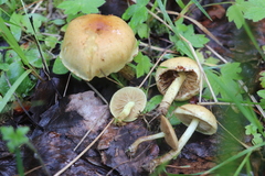 Pholiota elegans