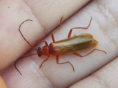 Rhagonycha translucida