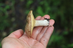 Suillus placidus