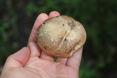 Suillus placidus