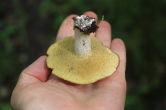 Suillus placidus