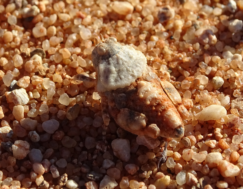 Crypsicerus