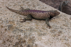 Sceloporus hunsakeri