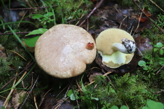 Suillus placidus