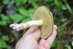 Suillus placidus