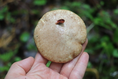Suillus placidus