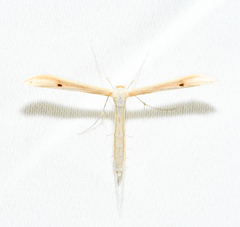 Hellinsia paleaceus