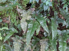 Stegnogramma wilfordii