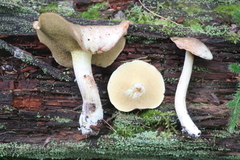 Suillus placidus