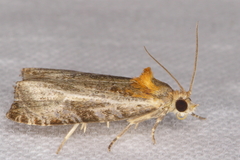 Olethreutes inornatana