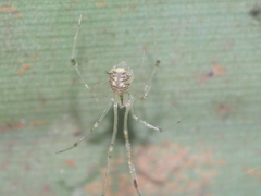 Meotipa spiniventris