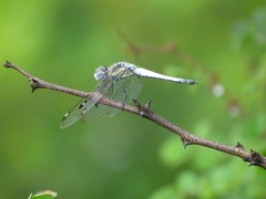 Palpopleura deceptor