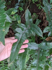 Stegnogramma wilfordii