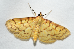 Polygrammodes flavidalis