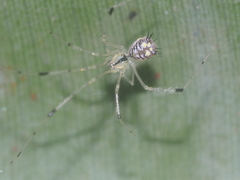 Meotipa spiniventris