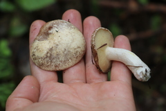 Suillus placidus