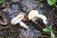 Suillus placidus
