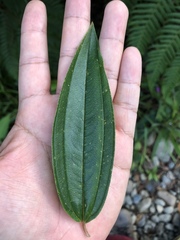 Pleroma semidecandrum