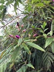 Pleroma semidecandrum