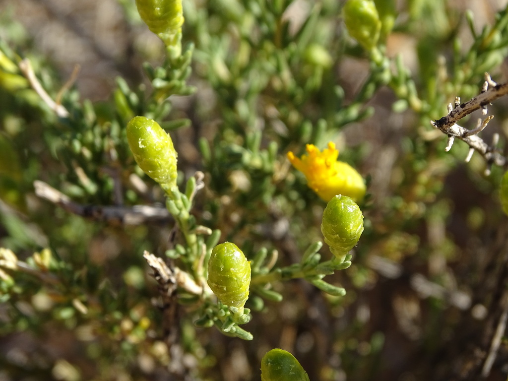 Pteronia cylindracea