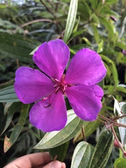 Pleroma semidecandrum