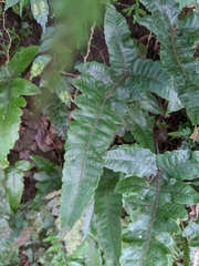 Stegnogramma wilfordii