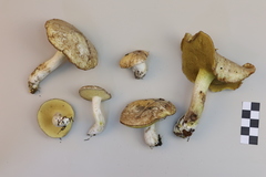 Suillus placidus