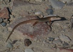 Heremites vittatus