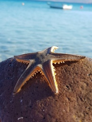 Astropecten jonstoni
