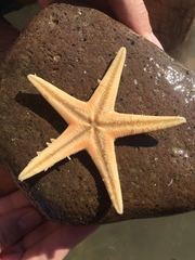 Astropecten jonstoni