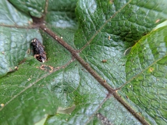 Stegnogramma wilfordii