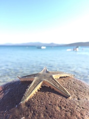Astropecten jonstoni