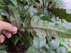 Stegnogramma wilfordii