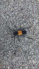 Purpuricenus axillaris