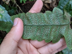 Stegnogramma wilfordii