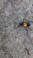 Purpuricenus axillaris