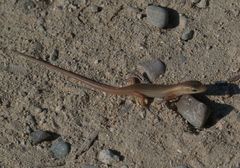 Heremites vittatus