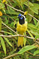 Cyanocorax yncas yncas